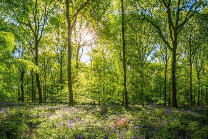  Trees: A strong green shield that protects the planet from climate change